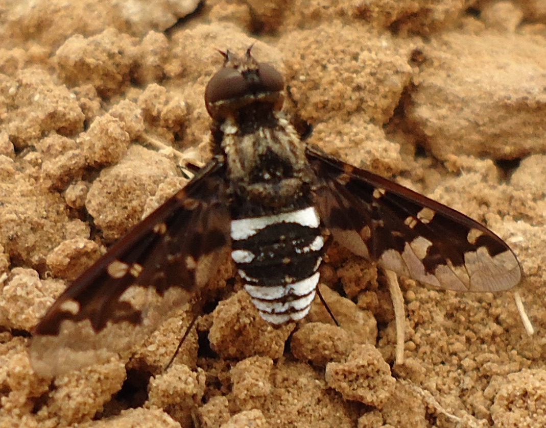 Strano dittero da identificare