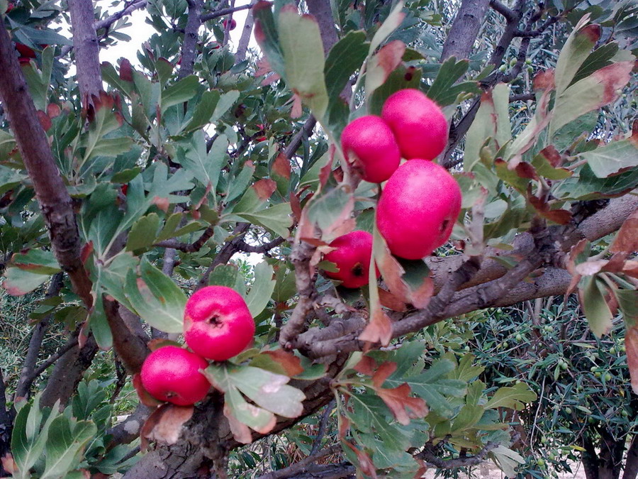 Crataegus azarolus / Azzeruolo