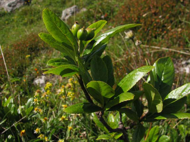 Sorbus chamaemespilus