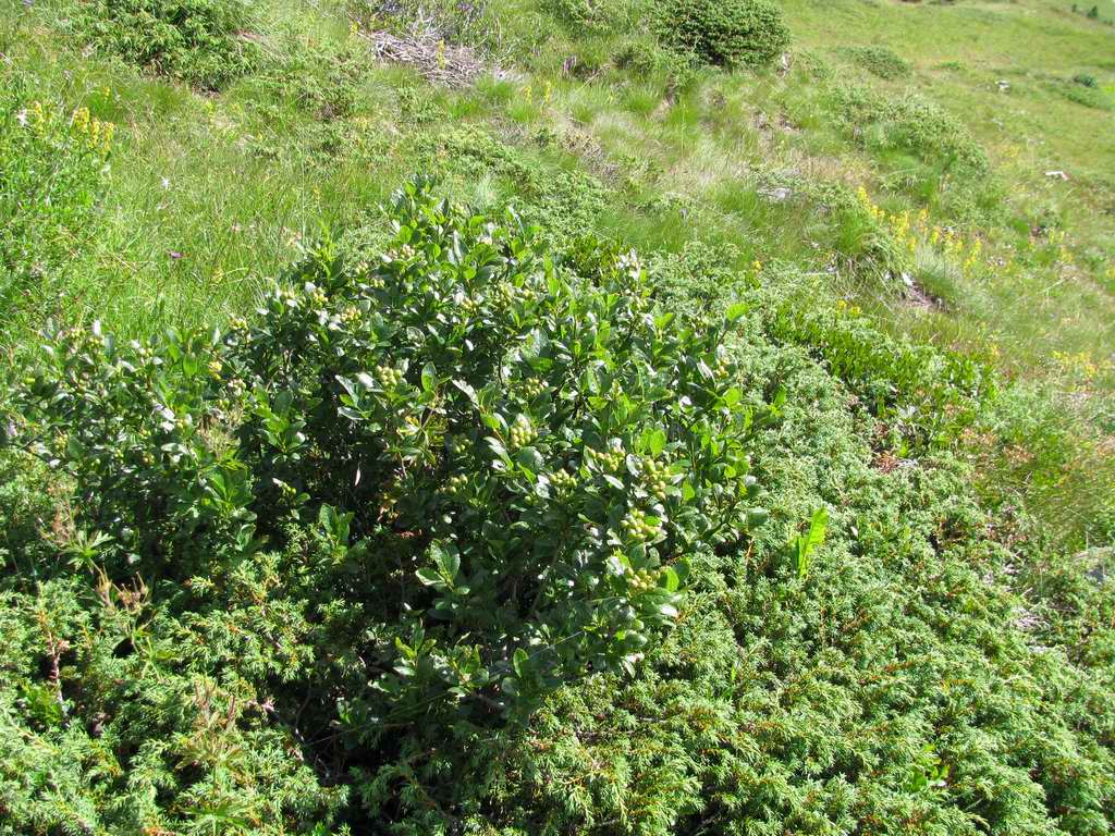 Sorbus chamaemespilus