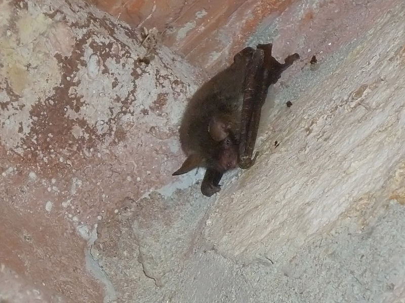 Accoppiamento tra pipistrelli Myotis cfr. emarginatus!