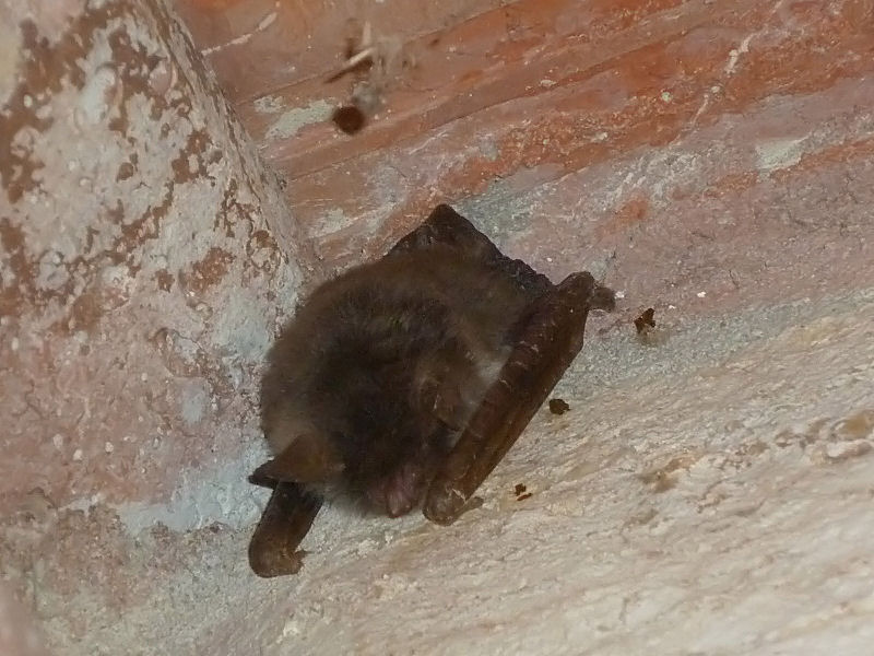 Accoppiamento tra pipistrelli Myotis cfr. emarginatus!