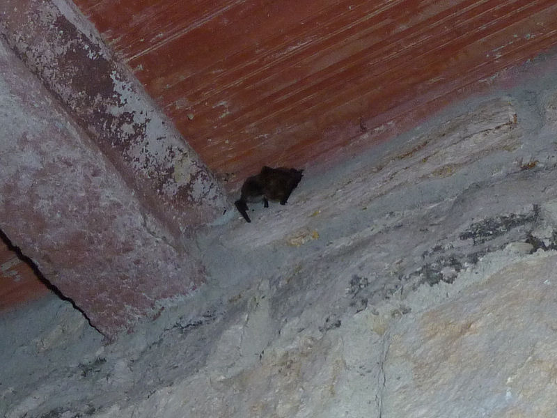 Accoppiamento tra pipistrelli Myotis cfr. emarginatus!