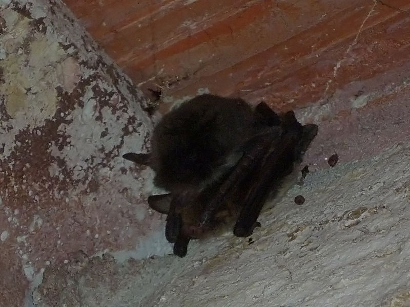 Accoppiamento tra pipistrelli Myotis cfr. emarginatus!