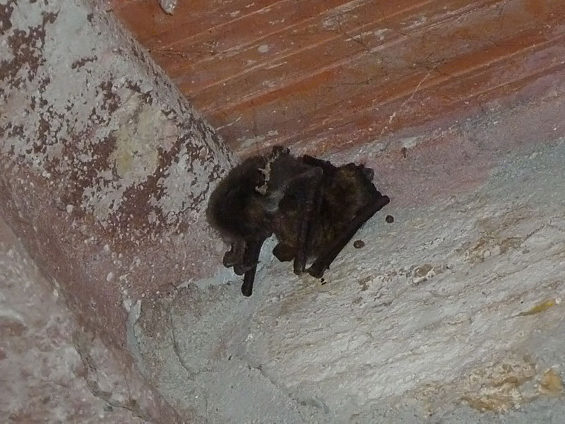 Accoppiamento tra pipistrelli Myotis cfr. emarginatus!