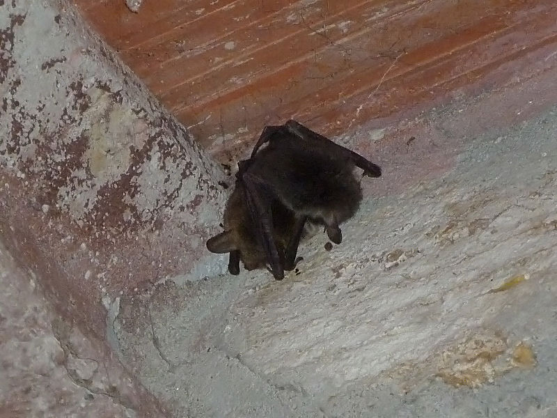 Accoppiamento tra pipistrelli Myotis cfr. emarginatus!