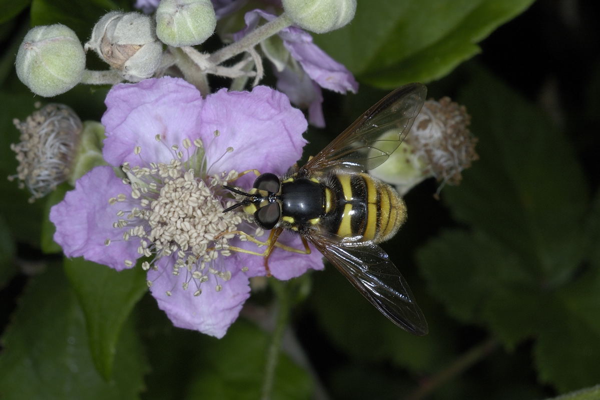 Chrysotoxum da id.