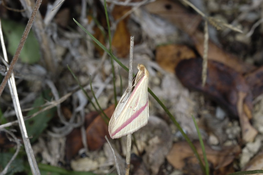 Curiosa postura : Rhodometra sacraria