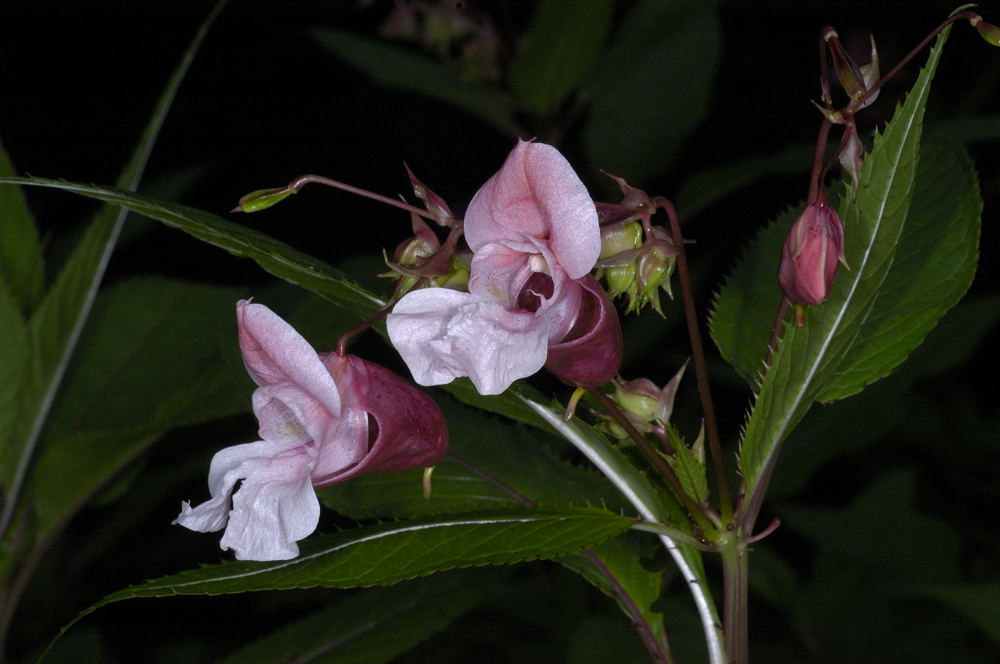 Impatiens glandulifera