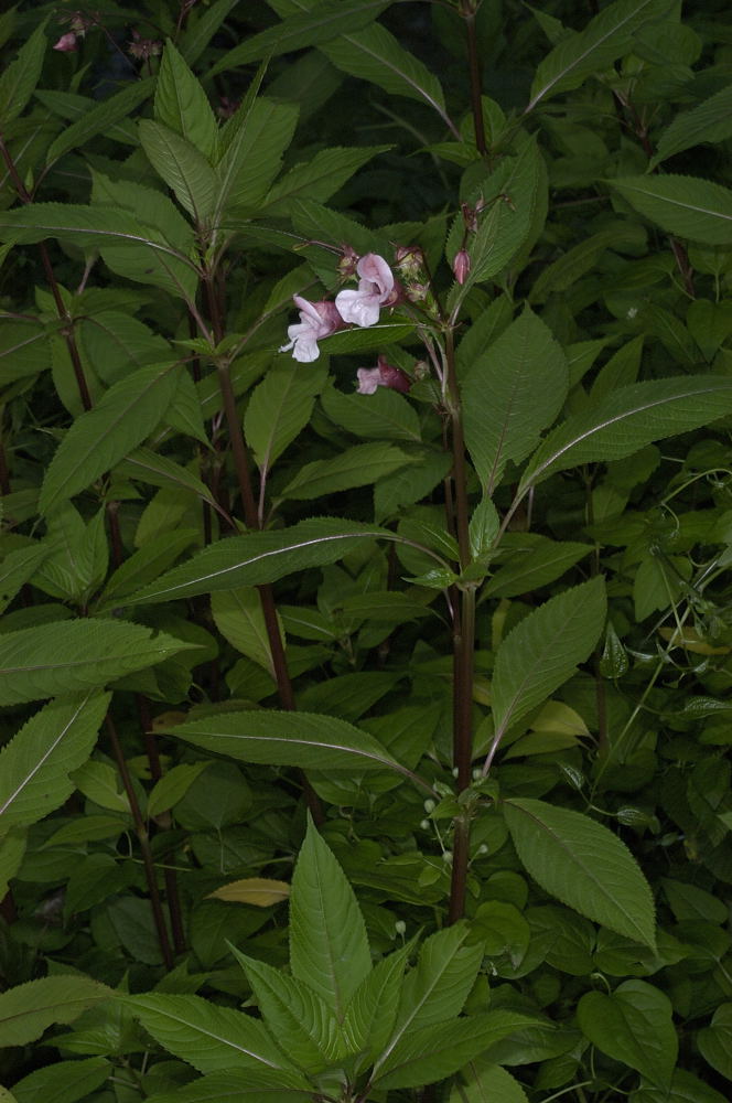 Impatiens glandulifera