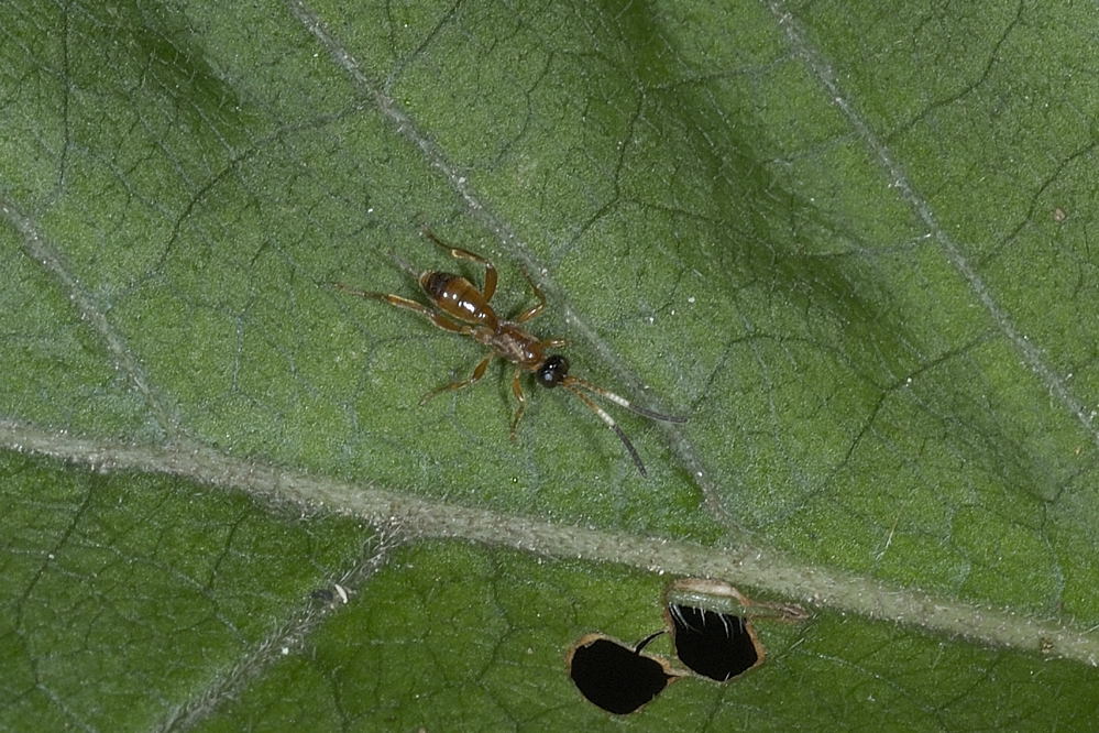 Piccoli Ichneumonidae atteri