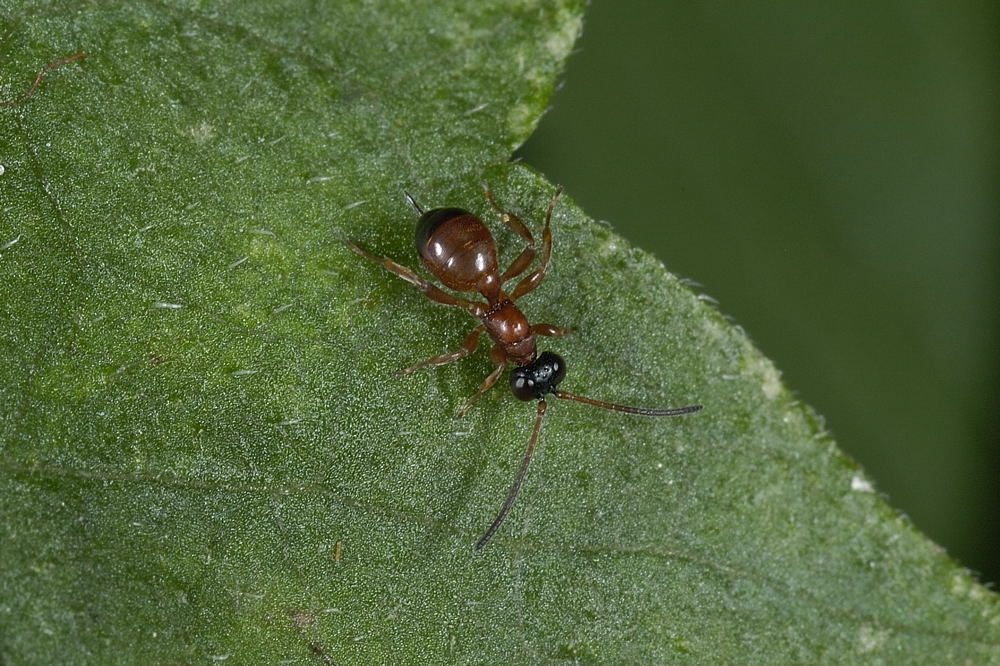 Piccoli Ichneumonidae atteri