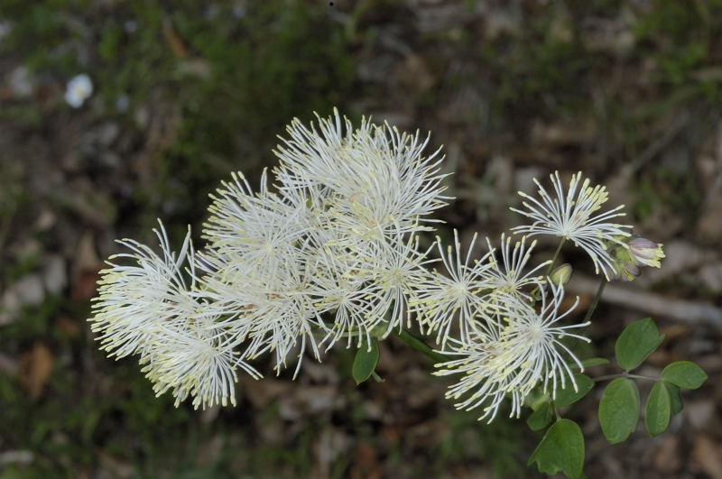 Thalictrum aquilegifolium