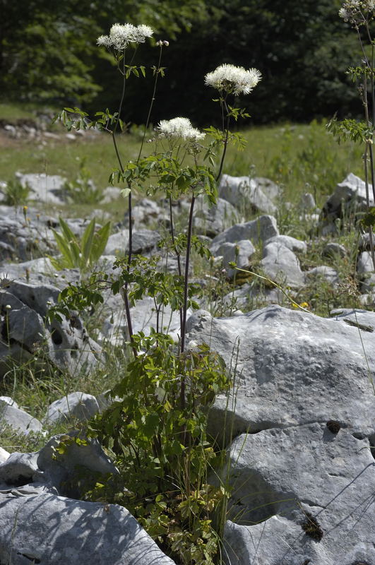 Thalictrum aquilegifolium