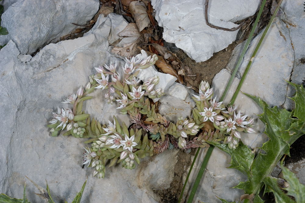 Sedum hispanicum