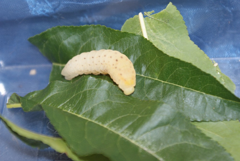 Identificazione di bruco e di pupa