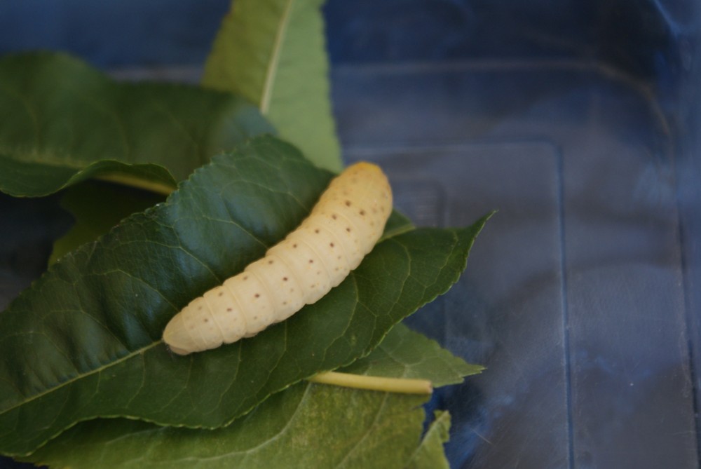 Identificazione di bruco e di pupa