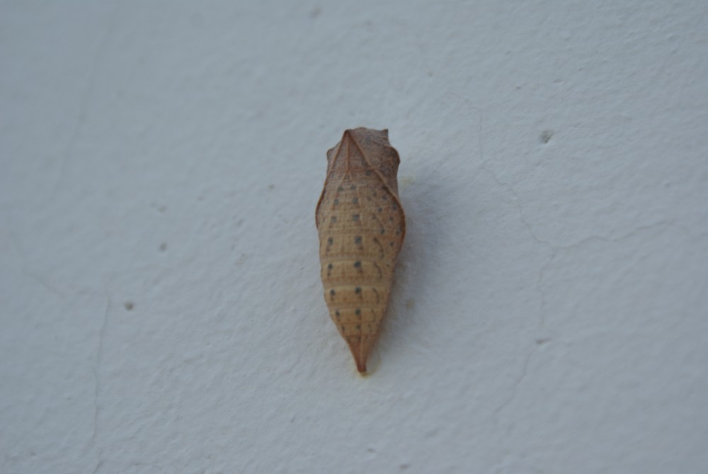 Identificazione di bruco e di pupa