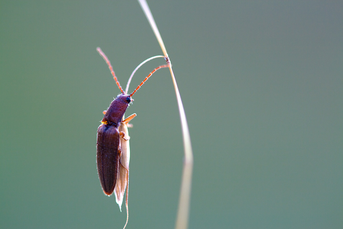 Elateridae di colore testaceo