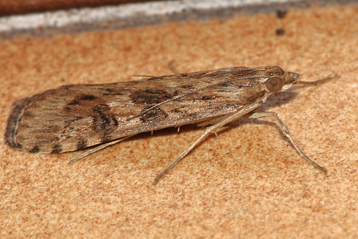 Falena da identificare