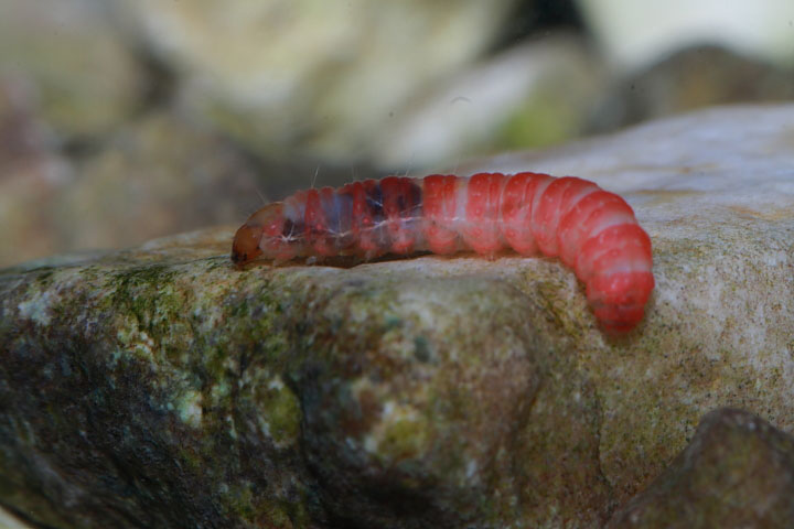 Larva in acquario