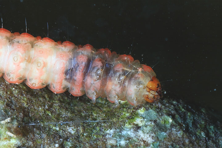 Larva in acquario