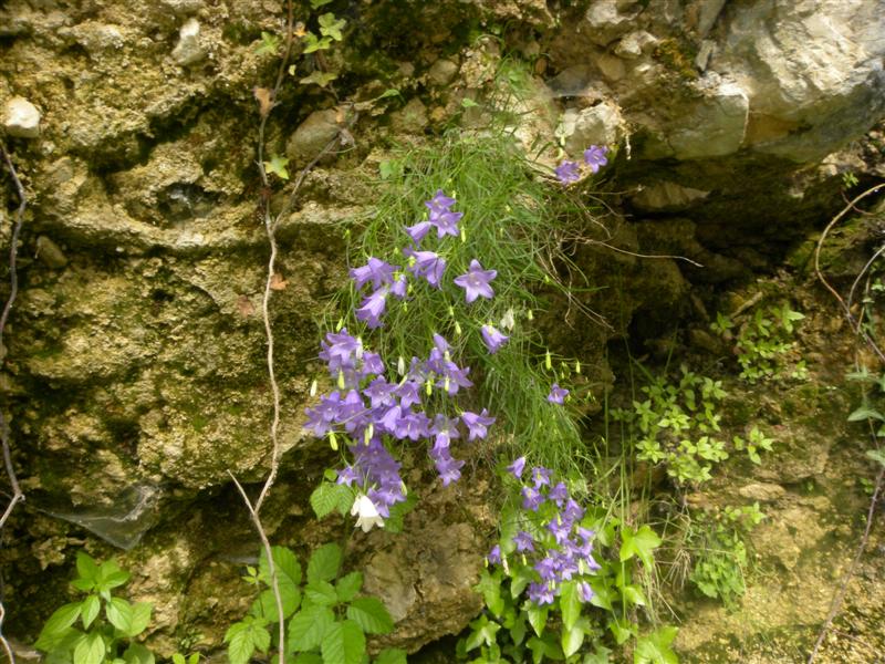 Campanula carnica / Campanula della Carnia