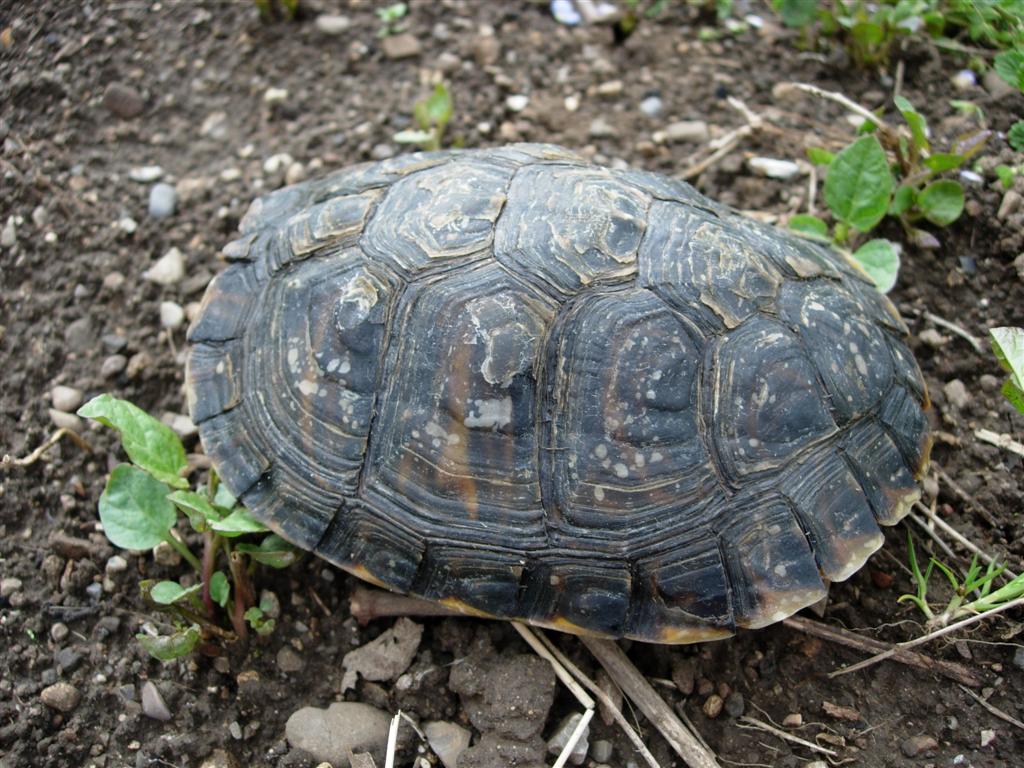 Rimanendo in tema di tartarughe - Trachemys scripta scripta