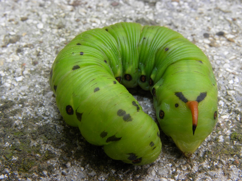 sos urgente! Bruco di Agrius convolvuli, che faccio?