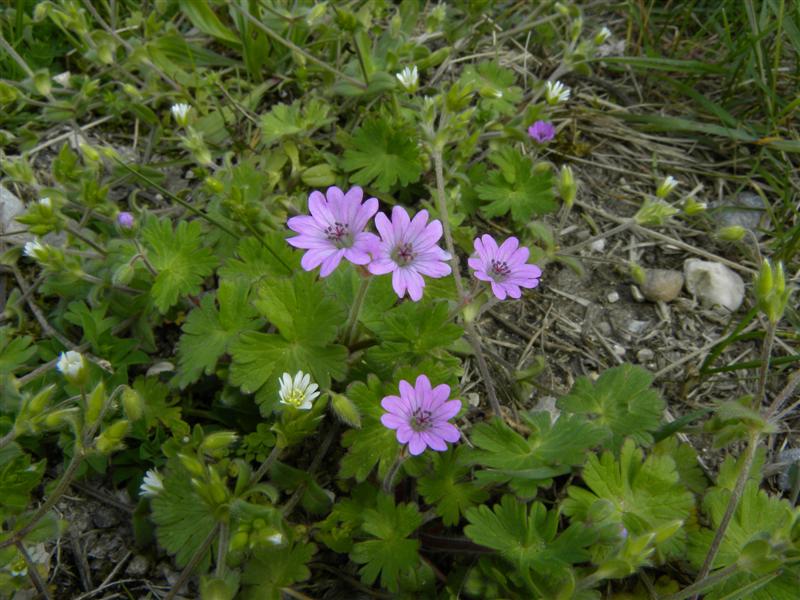 Geranium?