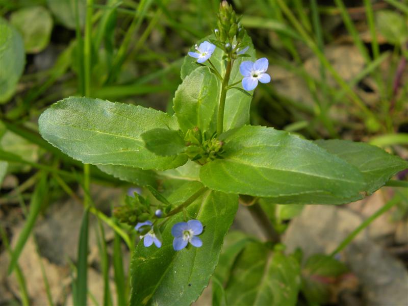 Torbiera appenninica - Veronica beccabunga