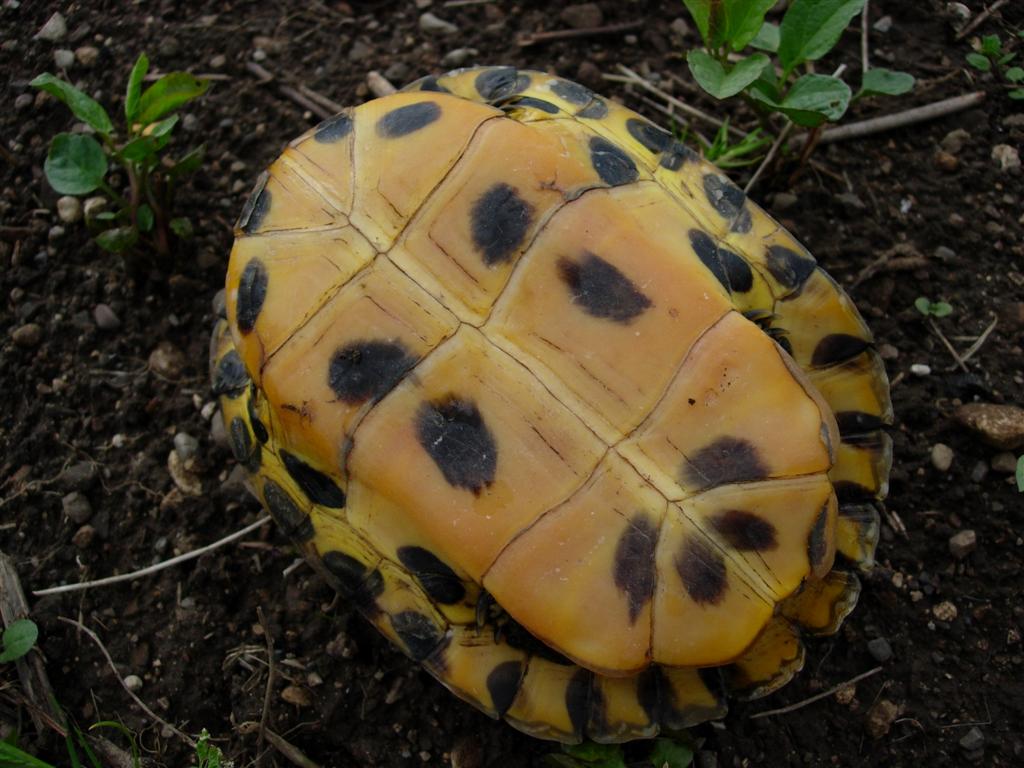 Rimanendo in tema di tartarughe - Trachemys scripta scripta