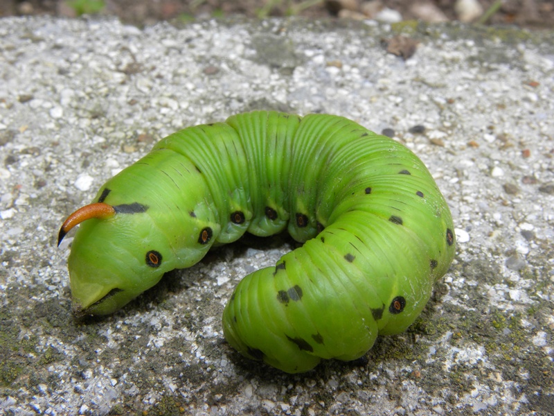 sos urgente! Bruco di Agrius convolvuli, che faccio?