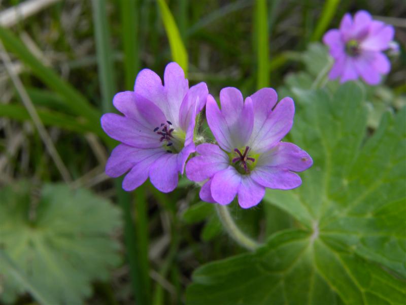 Geranium?