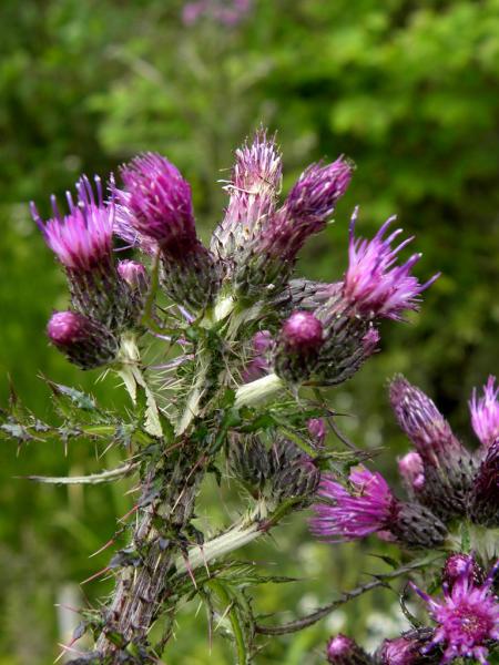 Cirsium palustre / Cardo di palude