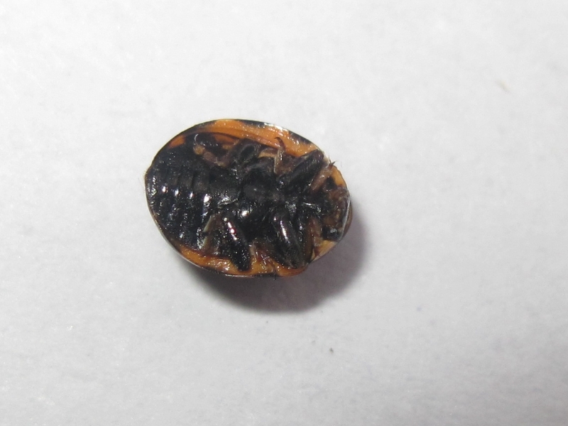 Coccinula quatuordecimpustulata