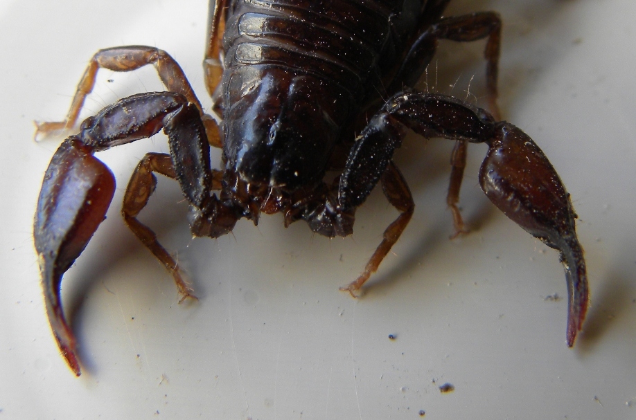 Euscorpius cf. germanus dalla Val Pesarina (UD)