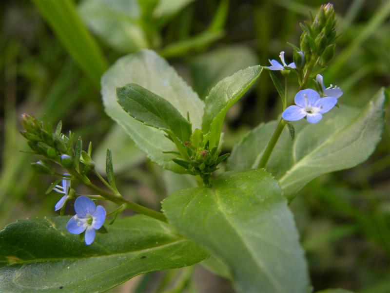 Torbiera appenninica - Veronica beccabunga