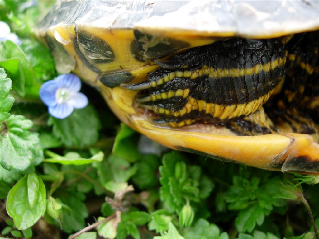 Rimanendo in tema di tartarughe - Trachemys scripta scripta