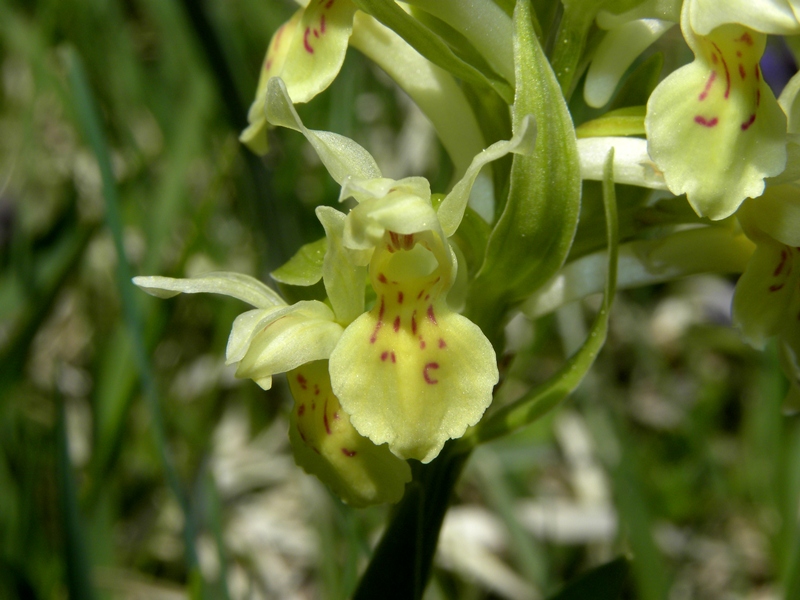 Identificare orchidee