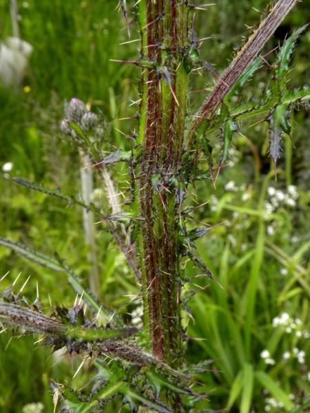 Cirsium palustre / Cardo di palude