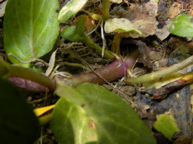 Torbiera appenninica - Veronica beccabunga