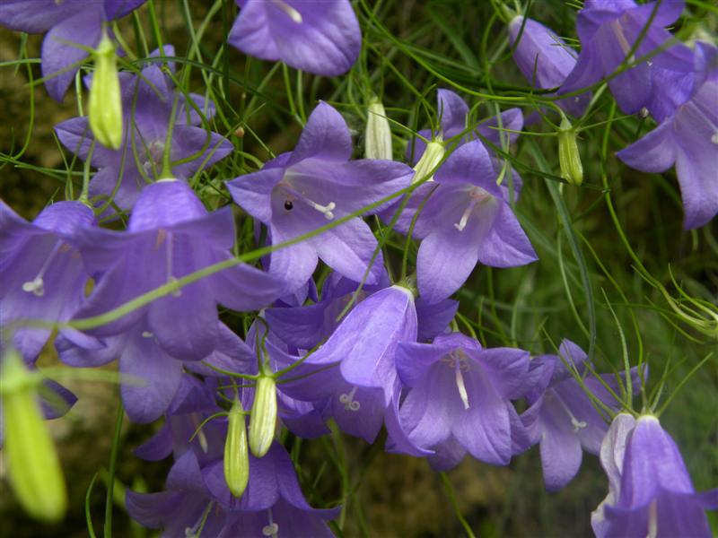 Campanula carnica / Campanula della Carnia