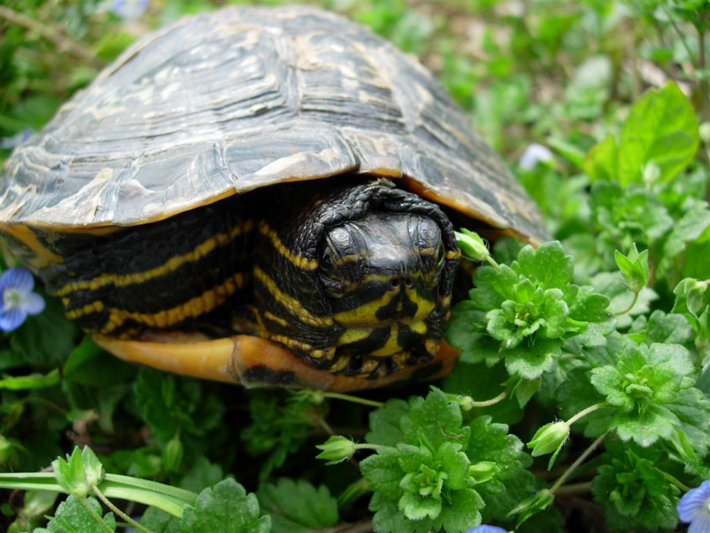 Rimanendo in tema di tartarughe - Trachemys scripta scripta