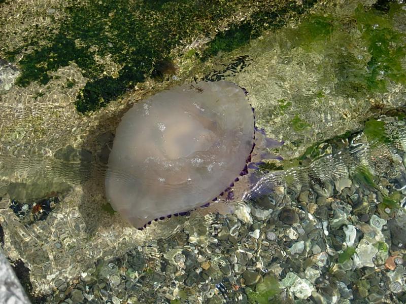 Rhyzostoma pulmo