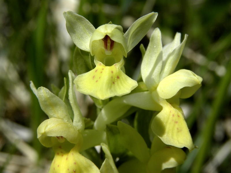 Identificare orchidee