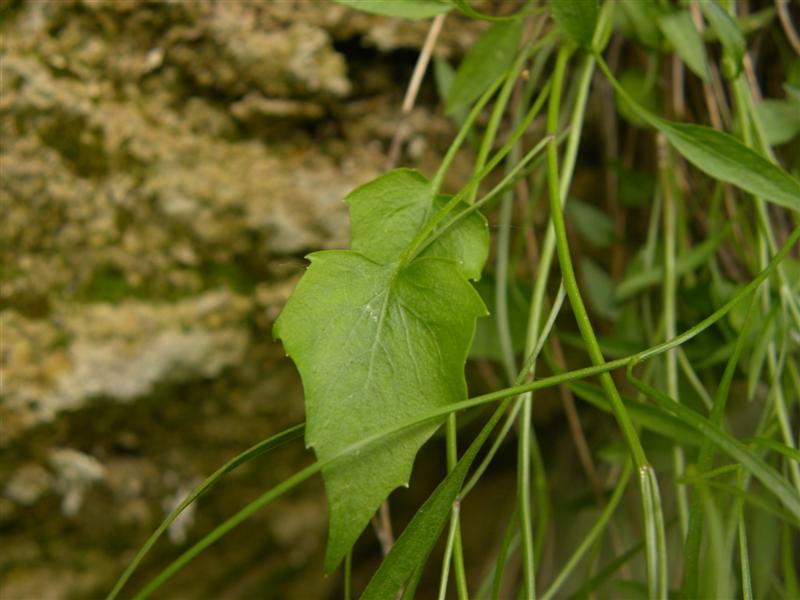 Campanula carnica / Campanula della Carnia