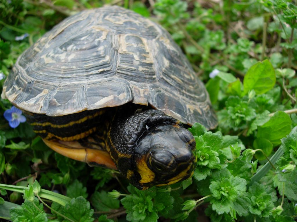 Rimanendo in tema di tartarughe - Trachemys scripta scripta