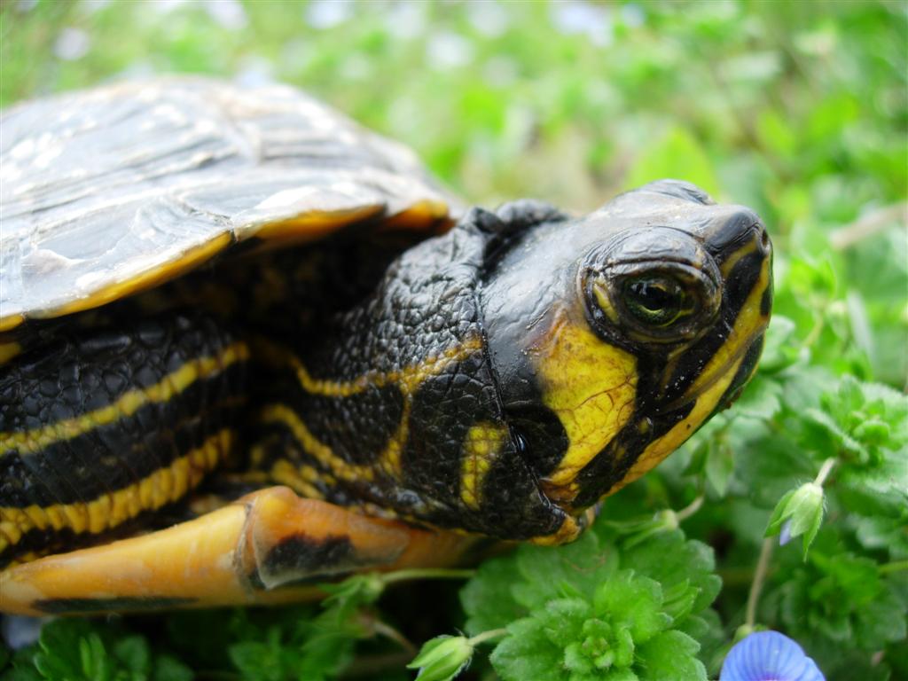 Rimanendo in tema di tartarughe - Trachemys scripta scripta