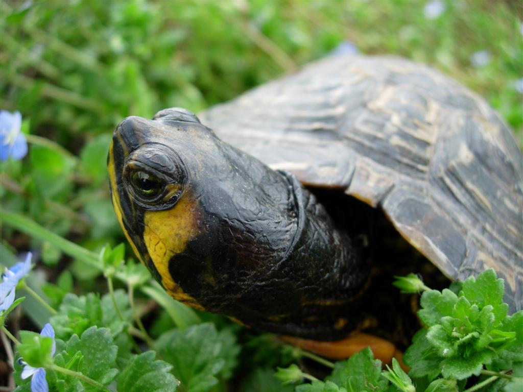 Rimanendo in tema di tartarughe - Trachemys scripta scripta